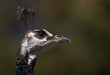 img_9033mod2.jpg