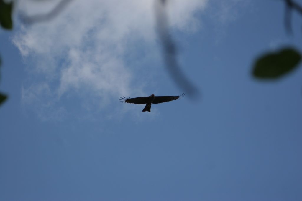 img_3133.jpg