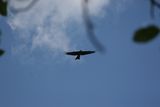 img_3133.jpg