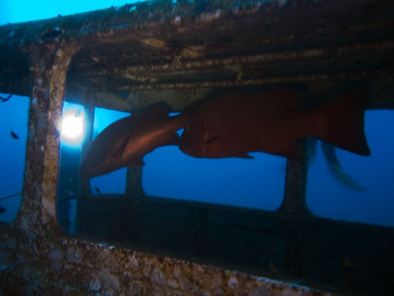 crw_1599mod1.jpg