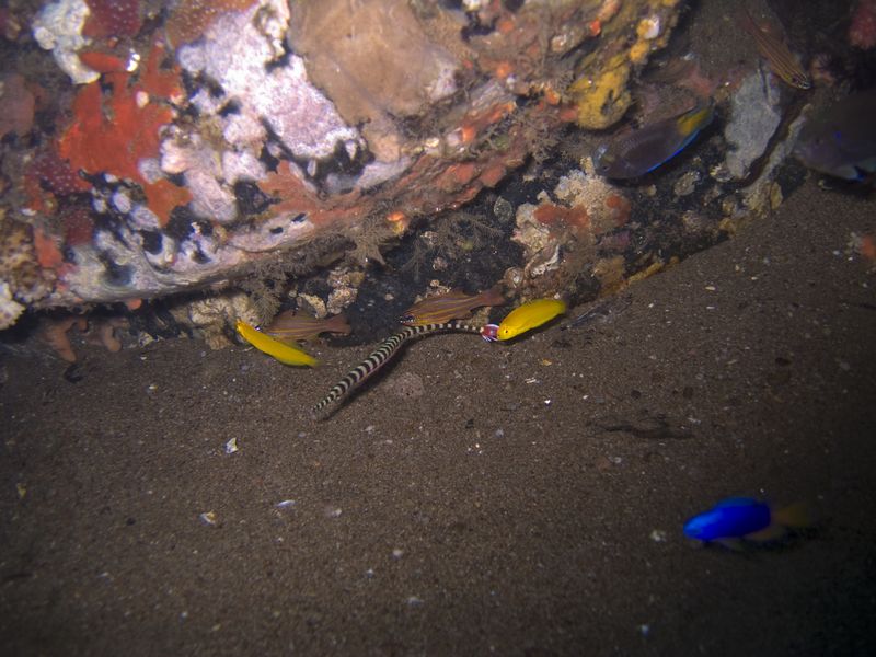 crw_1608mod1.jpg