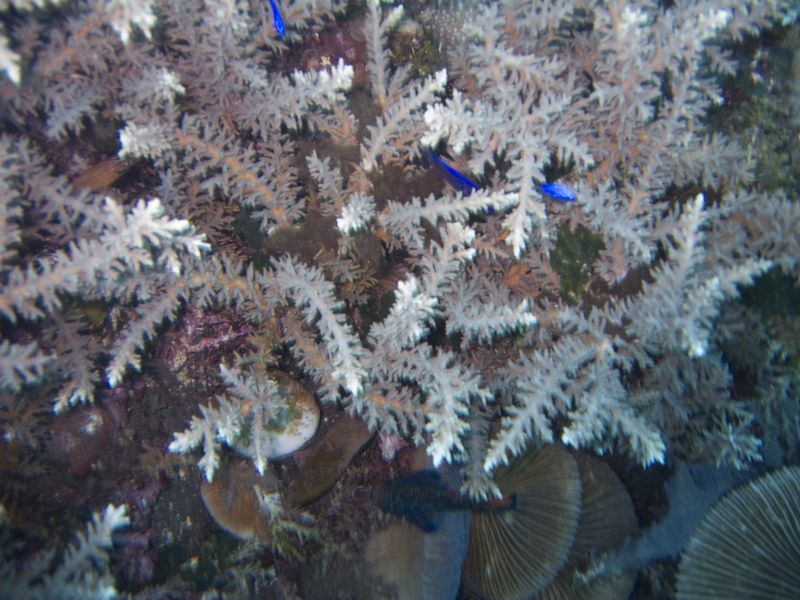 crw_1649mod1.jpg