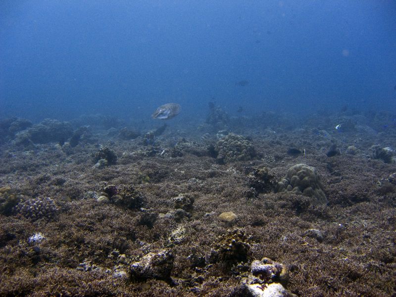 crw_1672mod1.jpg