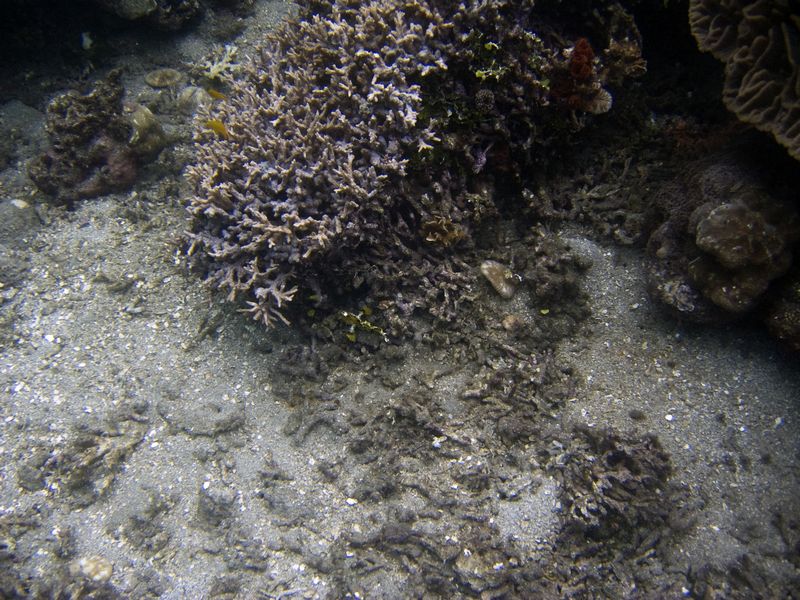 crw_1680mod1.jpg