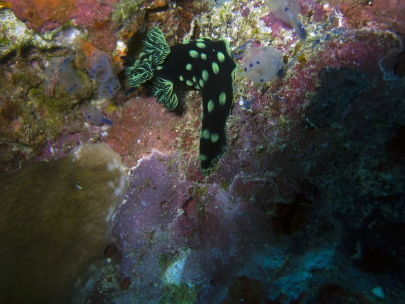 crw_1698mod1.jpg