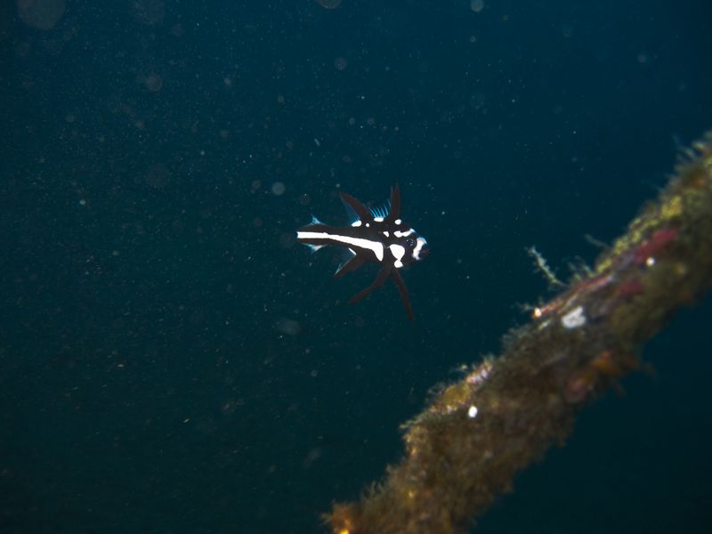 crw_1804.jpg