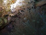 crw_1483mod1.jpg