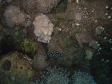 crw_1490mod1.jpg