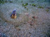 crw_1518mod1.jpg