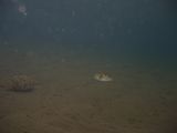 crw_1520mod1.jpg