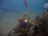 crw_1521mod1.jpg