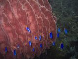 crw_1526mod1.jpg