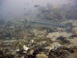 crw_1533.jpg