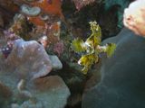 crw_1537mod1.jpg