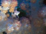 crw_1579mod1.jpg