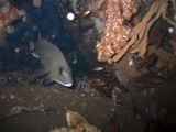 crw_1607mod1.jpg