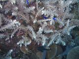 crw_1649mod1.jpg