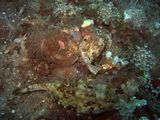 crw_1656mod1.jpg