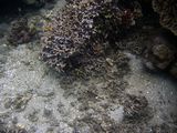 crw_1680mod1.jpg