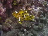 crw_1681mod1.jpg