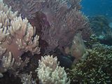 crw_1687mod1.jpg