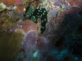 crw_1698mod1.jpg
