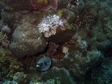 crw_1702mod1.jpg