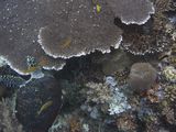 crw_1732mod1.jpg