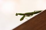 img_4168.jpg
