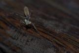 img_4589mod1.jpg