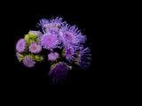 img_0856mod1.jpg
