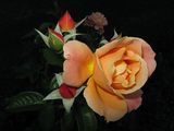 img_1029.jpg