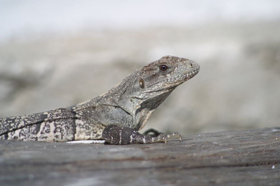 crw_9756_rj.jpg