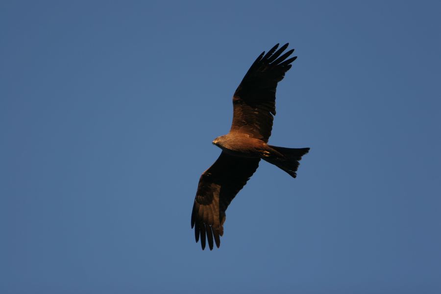 img_6036.jpg