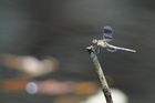 img_1549.jpg